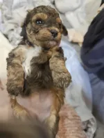 Janee, a female Cavapoo and Poodle - Toy  for sale in Garyville, LA – 1 of 7