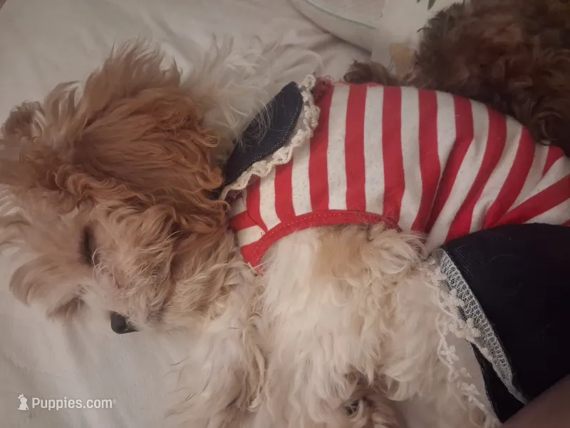 MADISON      – Cavapoo, Poodle - Toy  puppy for sale in Garyville, LA