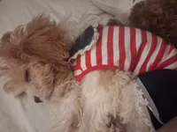 MADISON     , a female Cavapoo and Poodle - Toy  for sale in Garyville, LA – 1 of 9