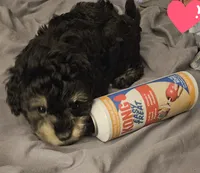 ATLANTA Girl Toy size , a female Cavapoo and Shihpoo for sale in Garyville, LA – 10 of 10