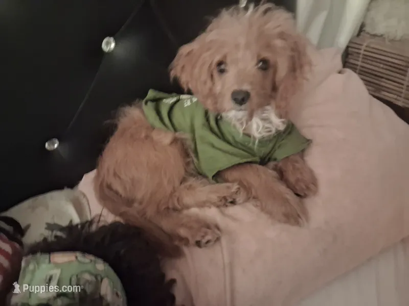 Gram TOY SIZE  CAVAPOO0 – Cavapoo, Poodle - Toy  puppy for sale in Garyville, LA