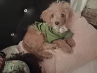 Gram TOY SIZE  CAVAPOO0, a male Cavapoo and Poodle - Toy  for sale in Garyville, LA – 2 of 9