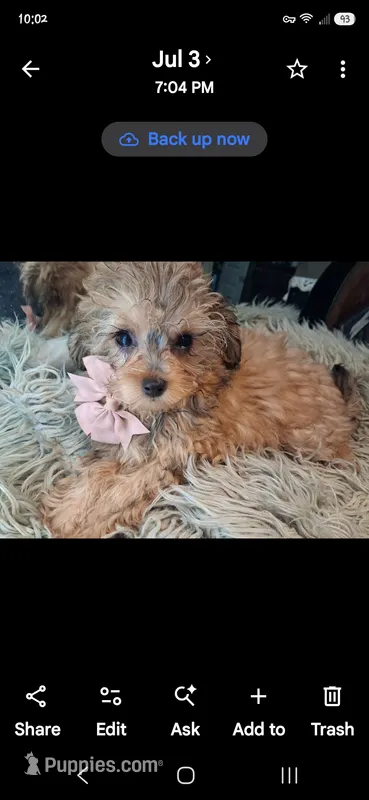 GEORGIA SHIHPOO CAVAPOO & TOY POODLE CKC – Shihpoo puppy for sale in Garyville, LA