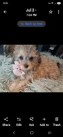 GEORGIA SHIHPOO CAVAPOO & TOY POODLE CKC, a female Shihpoo for sale in Garyville, LA – 1 of 10