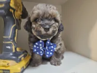 GIORGIO , a male Cavapoo and Shihpoo for sale in Garyville, LA – 6 of 9