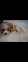 MADISON     TOY SIZE  CAVAPOO , a female Cavapoo and Poodle - Toy  for sale in Garyville, LA – 6 of 10