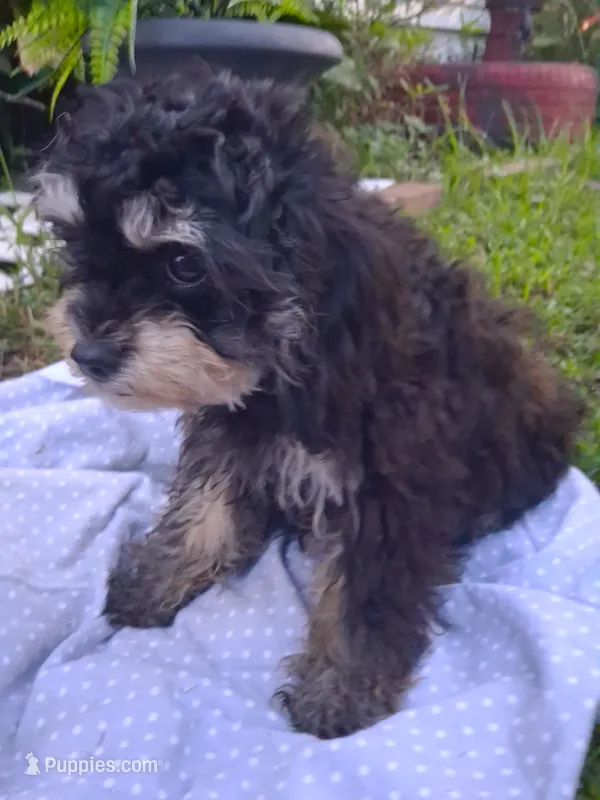 Jazz – Cavapoo, Poodle - Toy  puppy for sale in Garyville, LA