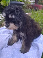 Jazz Fest, a male Cavapoo and Poodle - Toy  for sale in Garyville, LA – 3 of 7