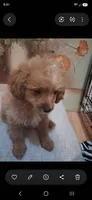 Vanilla , a male Cavapoo and Poodle - Toy  for sale in Garyville, LA – 8 of 9