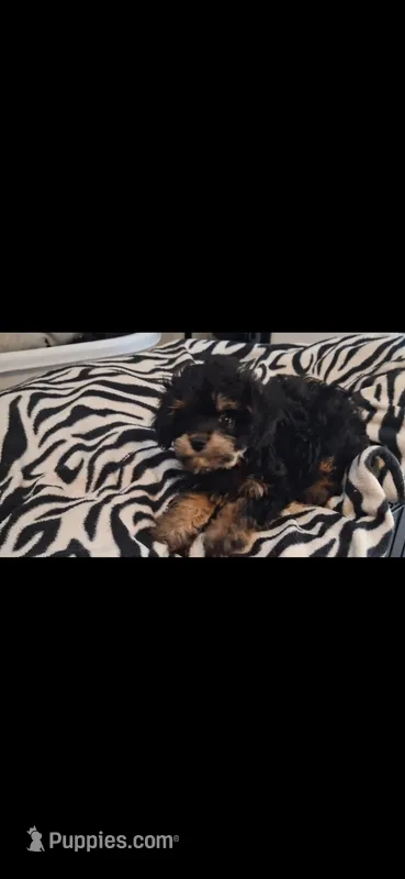 Mateo  tea cup size ckc  – Cavapoo, Poodle - Toy  puppy for sale in Garyville, LA