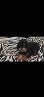 Mateo  tea cup size ckc , a male Cavapoo and Poodle - Toy  for sale in Garyville, LA – 3 of 9