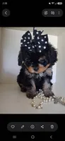 JOURNIE  F1B, a female Cavapoo and Poodle - Toy  for sale in Garyville, LA – 6 of 9