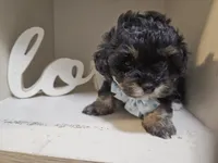 ARMANI , a male Cavapoo and Poodle - Toy  for sale in Garyville, LA – 7 of 10