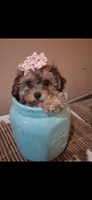 Georgia Toy Poodle & Cavapoo Shihpoo , a female Cavapoo and Shihpoo for sale in Garyville, LA – 9 of 10