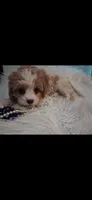 MADISON     TOY SIZE  CAVAPOO , a female Cavapoo and Poodle - Toy  for sale in Garyville, LA – 9 of 10