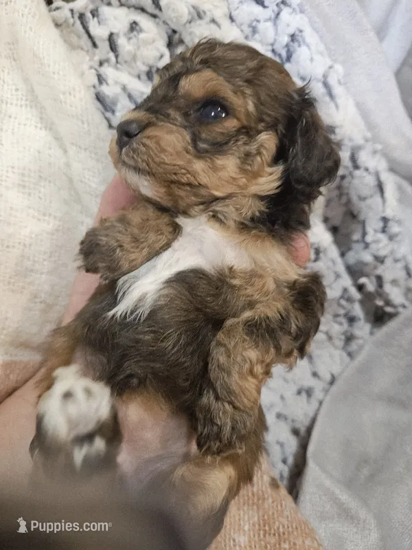 Janee F1B – Cavapoo, Poodle - Toy  puppy for sale in Garyville, LA