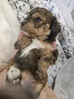 Janee, a female Cavapoo and Poodle - Toy  for sale in Garyville, LA – 3 of 7