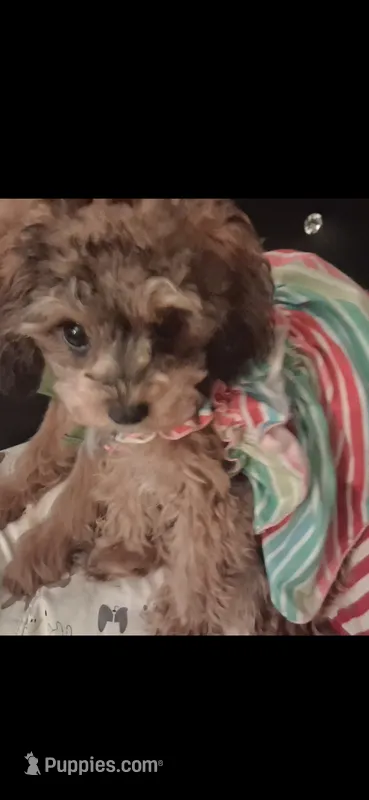 JEANNIE CAVAPOO CKC  T-CUP SIZE – Cavapoo, Poodle - Toy  puppy for sale in Garyville, LA