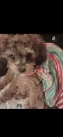 JEANNIE CAVAPOO CKC  T-CUP SIZE, a female Cavapoo and Poodle - Toy  for sale in Garyville, LA – 1 of 10