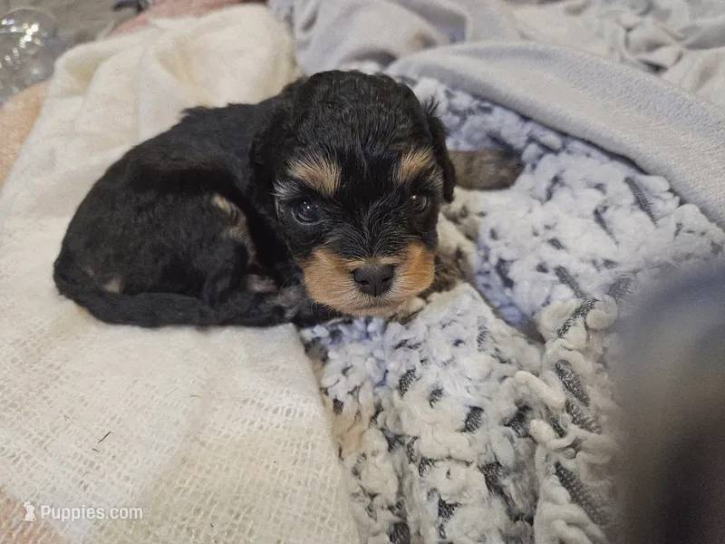 JOURNIE  – Cavapoo, Poodle - Toy  puppy for sale in Garyville, LA