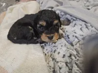 JOURNIE , a female Cavapoo and Poodle - Toy  for sale in Garyville, LA – 1 of 9