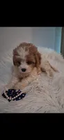 MADISON     TOY SIZE  CAVAPOO , a female Cavapoo and Poodle - Toy  for sale in Garyville, LA – 8 of 10