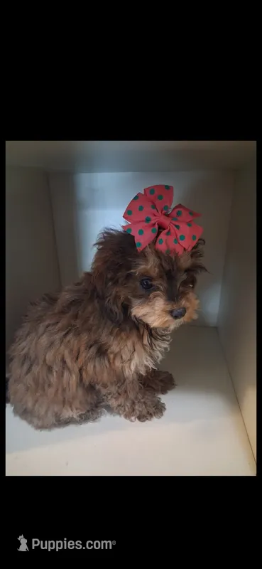 Janie – Cavapoo, Poodle - Toy  puppy for sale in Garyville, LA