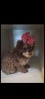 Janie, a female Cavapoo and Poodle - Toy  for sale in Garyville, LA – 4 of 7