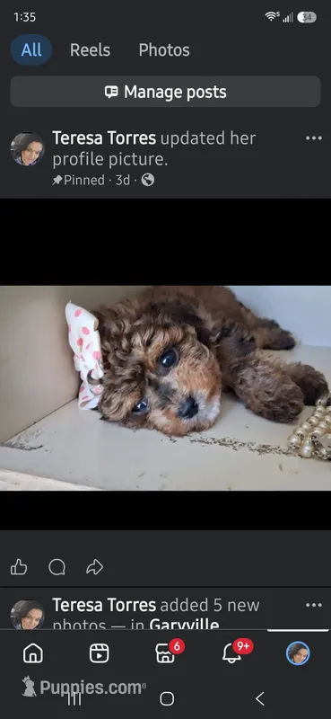 Janee F1B – Cavapoo, Poodle - Toy  puppy for sale in Garyville, LA