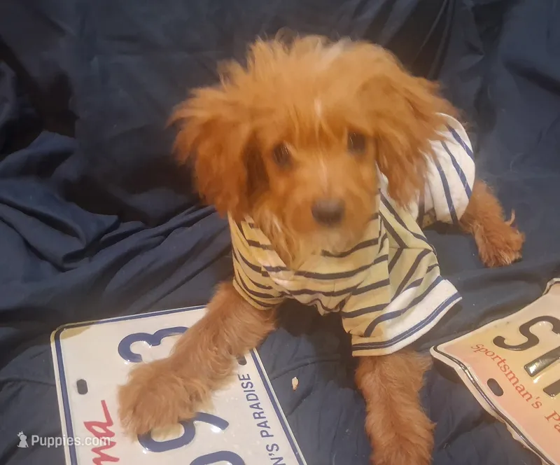 Gram TOY SIZE  CAVAPOO0 – Cavapoo, Poodle - Toy  puppy for sale in Garyville, LA