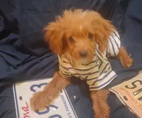 Gram TOY SIZE  CAVAPOO0, a male Cavapoo and Poodle - Toy  for sale in Garyville, LA – 8 of 9