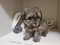 GEORGIE, a male Cavapoo and Shihpoo for sale in Garyville, LA – 8 of 9