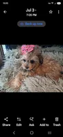 GEORGIA SHIHPOO CAVAPOO & TOY POODLE CKC, a female Shihpoo for sale in Garyville, LA – 3 of 10