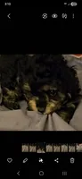 ATLANTA, a female Cavapoo and Shihpoo for sale in Garyville, LA – 2 of 10