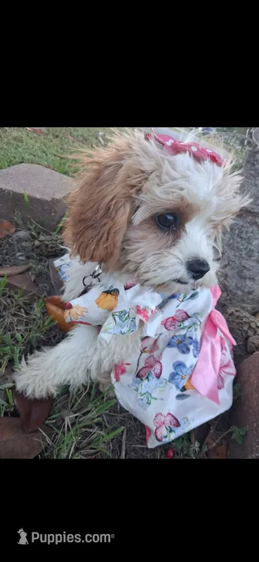 MADISON      – Cavapoo, Poodle - Toy  puppy for sale in Garyville, LA