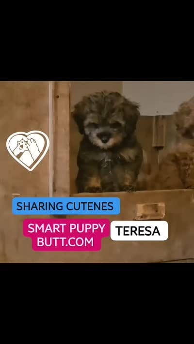 GEORGIO TOY POODLE & CAVAPOO SHIHPOO CKC , a male Shihpoo and Poodle - Toy  for sale in Garyville, LA – 8 of 8