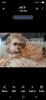 GEORGIA SHIHPOO CAVAPOO & TOY POODLE CKC, a female Shihpoo for sale in Garyville, LA – 7 of 10