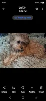 GEORGIA SHIHPOO CAVAPOO & TOY POODLE CKC, a female Shihpoo for sale in Garyville, LA – 5 of 10