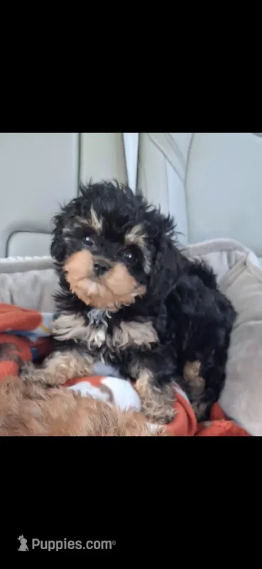 JOURNIE  F1B – Cavapoo, Poodle - Toy  puppy for sale in Garyville, LA