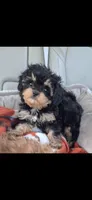 JOURNIE  F1B tea cup size , a female Cavapoo and Poodle - Toy  for sale in Garyville, LA – 1 of 9