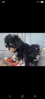 JOURNIE  F1B tea cup size , a female Cavapoo and Poodle - Toy  for sale in Garyville, LA – 4 of 9