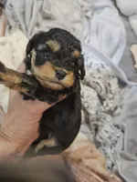 JOURNIE , a female Cavapoo and Poodle - Toy  for sale in Garyville, LA – 5 of 9