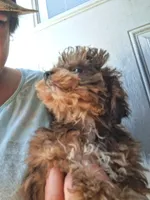 Janie T-CUP CAVAPOO SIZE, a female Cavapoo and Poodle - Toy  for sale in Garyville, LA – 10 of 10