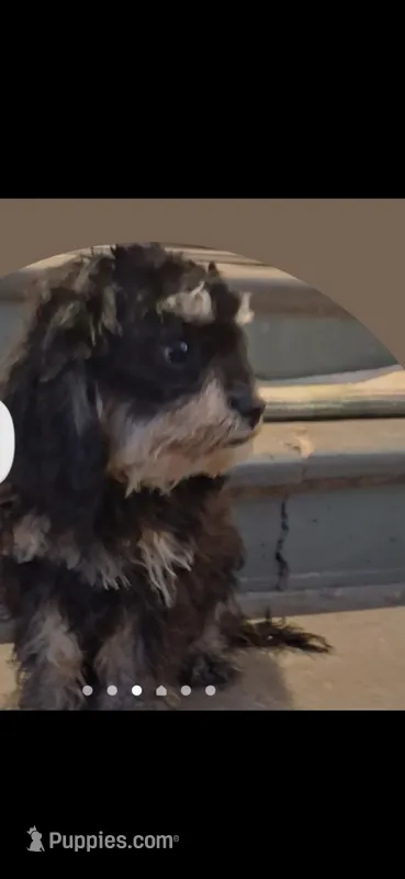 Jazz Fest – Cavapoo, Poodle - Toy  puppy for sale in Garyville, LA