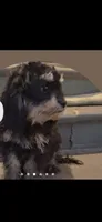Jazz Fest, a male Cavapoo and Poodle - Toy  for sale in Garyville, LA – 1 of 7