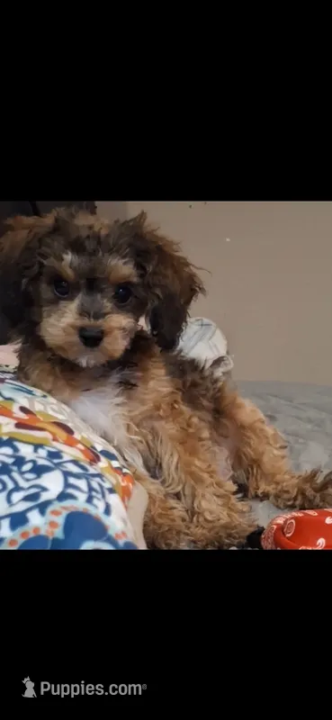 Janie – Cavapoo, Poodle - Toy  puppy for sale in Garyville, LA