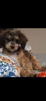 Janie T-CUP CAVAPOO SIZE, a female Cavapoo and Poodle - Toy  for sale in Garyville, LA – 2 of 10