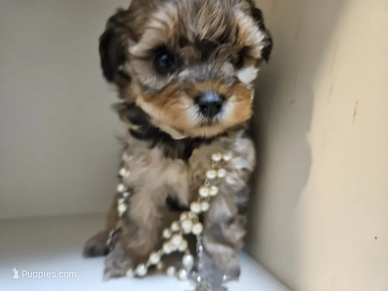GEORGIA  – Cavapoo, Poodle - Toy  puppy for sale in Garyville, LA