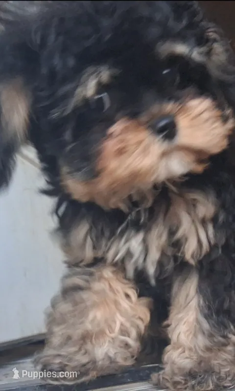 JOURNIE  F1B tea cup size  – Cavapoo, Poodle - Toy  puppy for sale in Garyville, LA