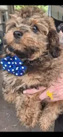 ARMANI TOY POODLE & CAVAPOO SHIHPOO CKC , a male Shihpoo and Poodle - Toy  for sale in Garyville, LA – 2 of 7